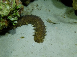 154 Tiger Tail Sea Cucumber IMG 6143